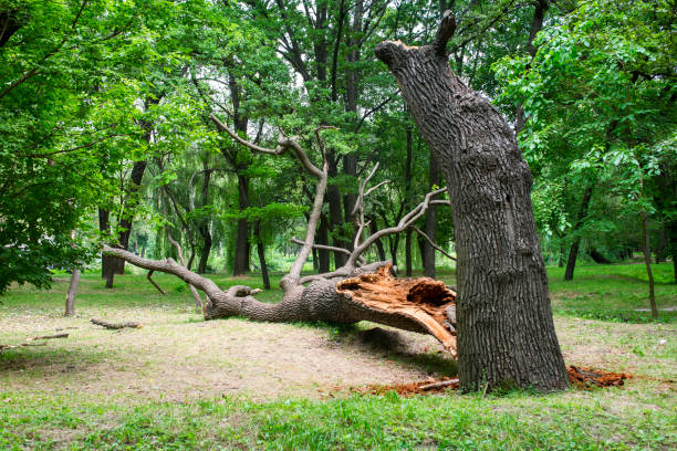 Best Root Management and Removal  in Ferron, UT